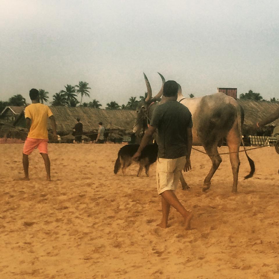Goa cows walking the beach