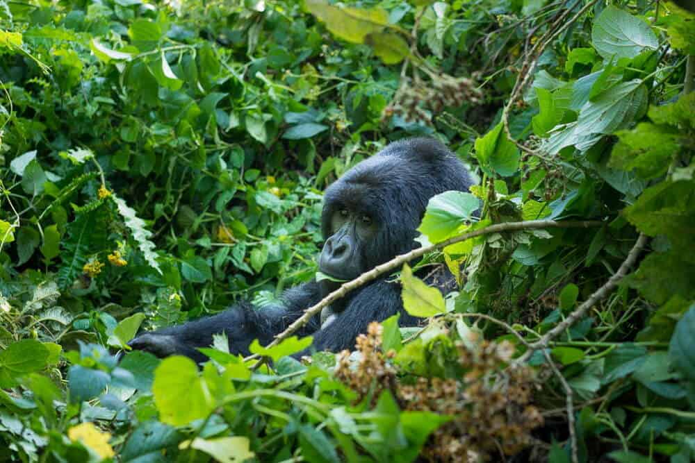 A gorilla in Virunga National Park