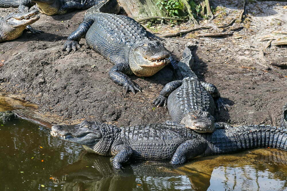 Alligators in the Everglades National Park