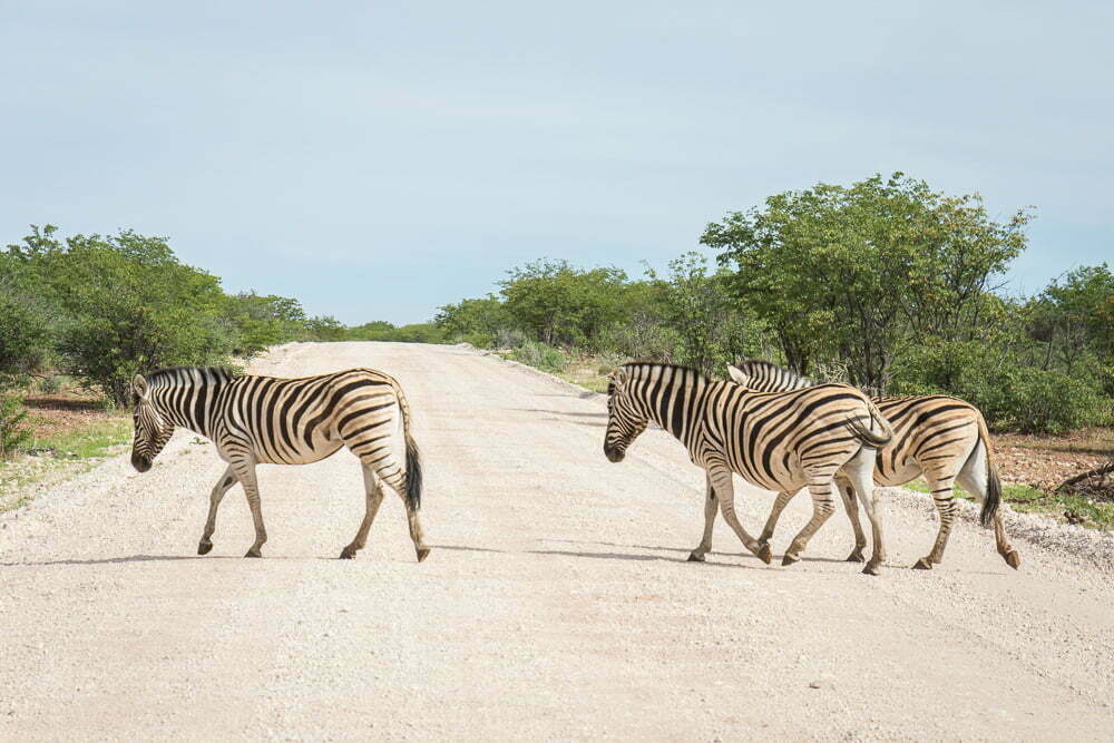 Three Zebras crossing the road