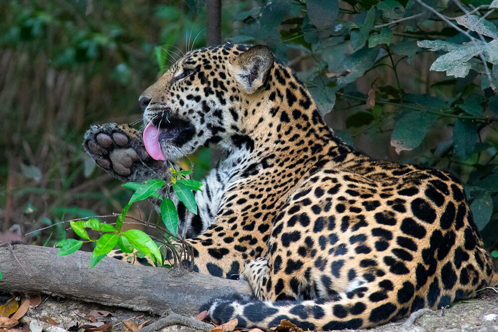 A Jaguar licking its paw