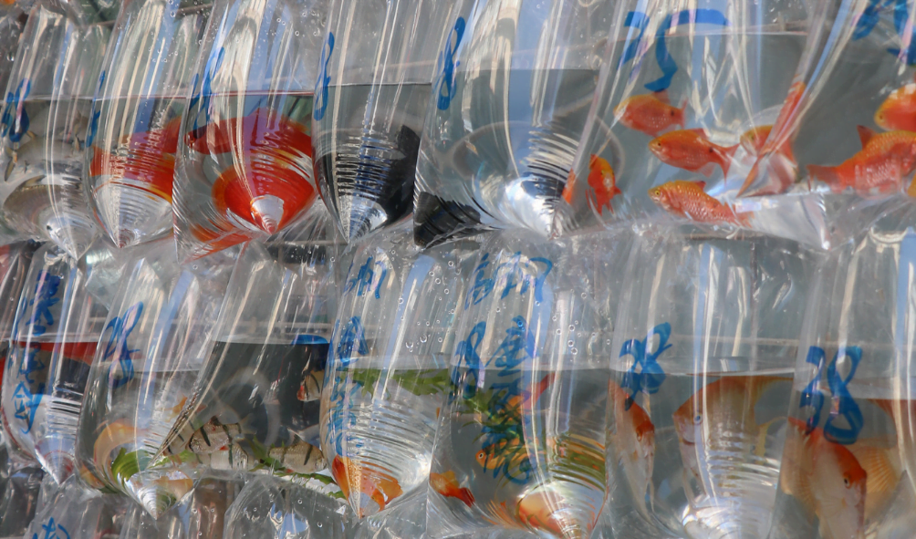 Plastic bags full of goldfish