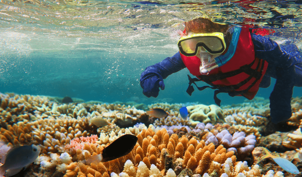 A person snorkelling in the ocean over coral