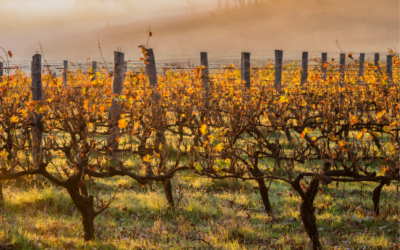 The Ultimate Guide to Australia’s Best Wine Regions