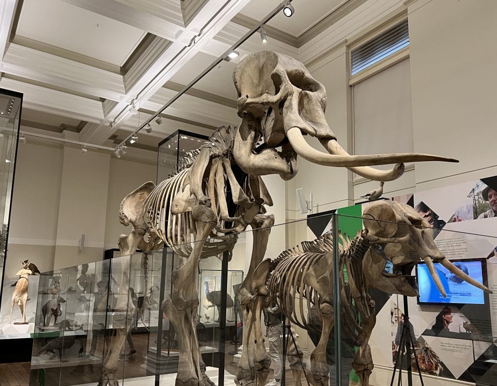 Is the Australian Museum worth visiting? Emma Jane Explores